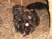  puppies rustic cane corso
